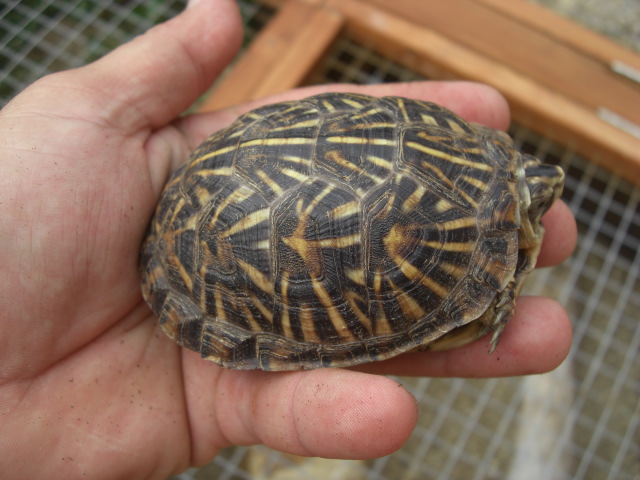 Terrapene ornata luteola
