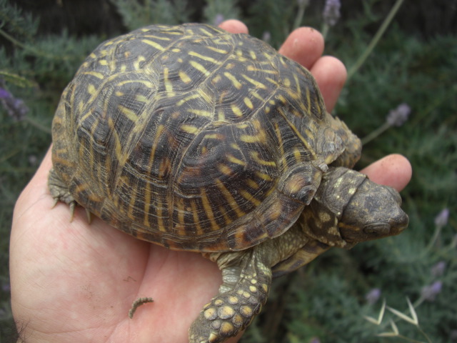 Terrapene ornata ornata