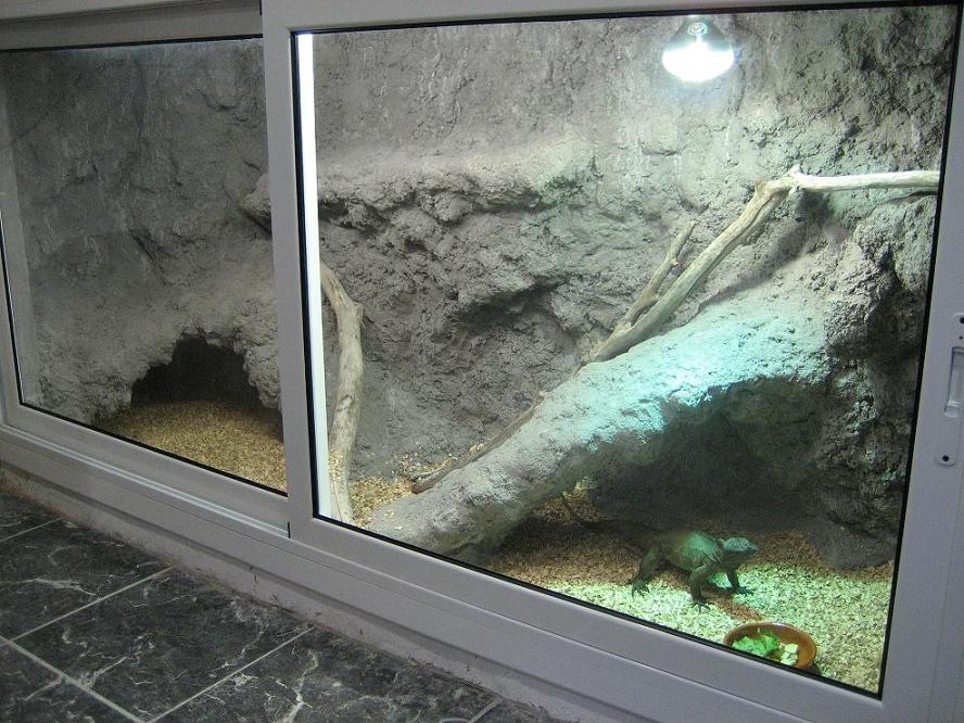 terrari cyclura.jpg