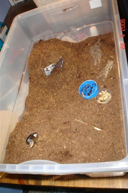 terrari tupper albino choc 001 (Small).jpg