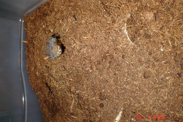 terrari tupper albino choc 002 (Small).jpg