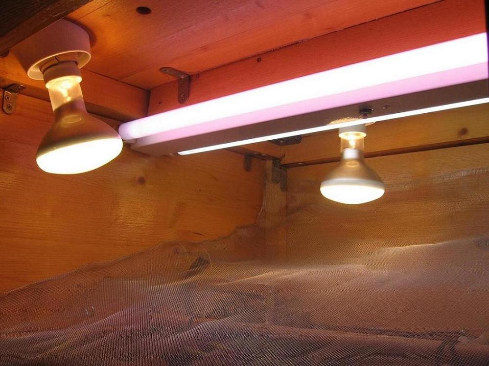 Terrario 001 (11).jpg