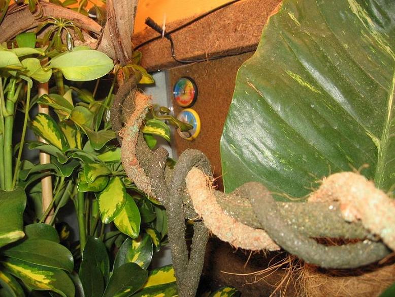 Terrario 001 (17).jpg