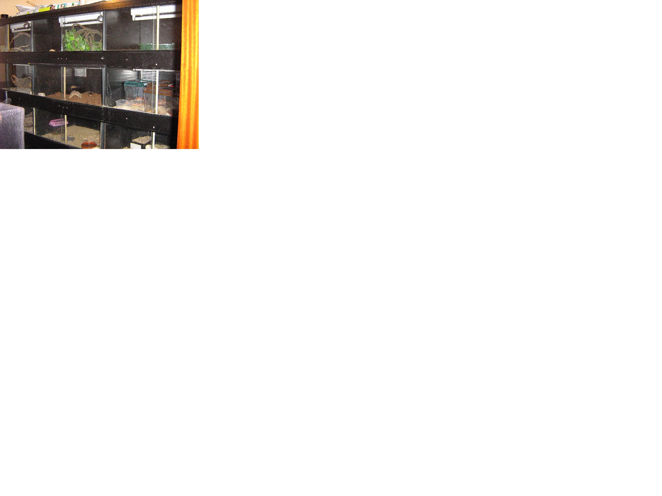 terrario 1.JPG