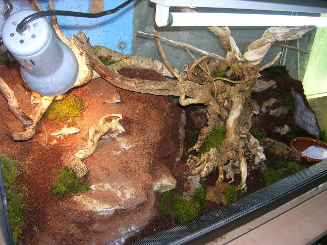 terrario alberttoo2.jpg