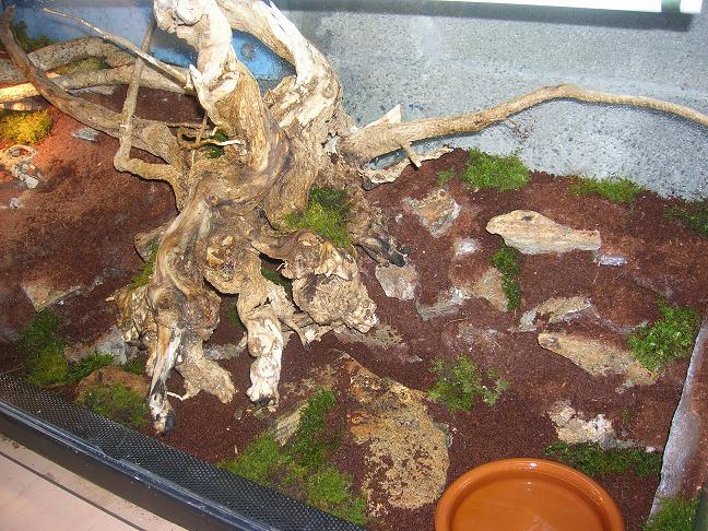 terrario alberttoo3.jpg