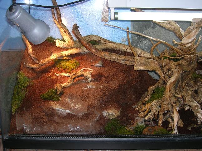 terrario alberttoo4.jpg