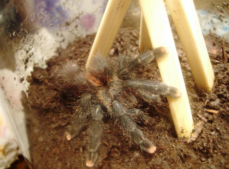 terrario avi lateral.JPG