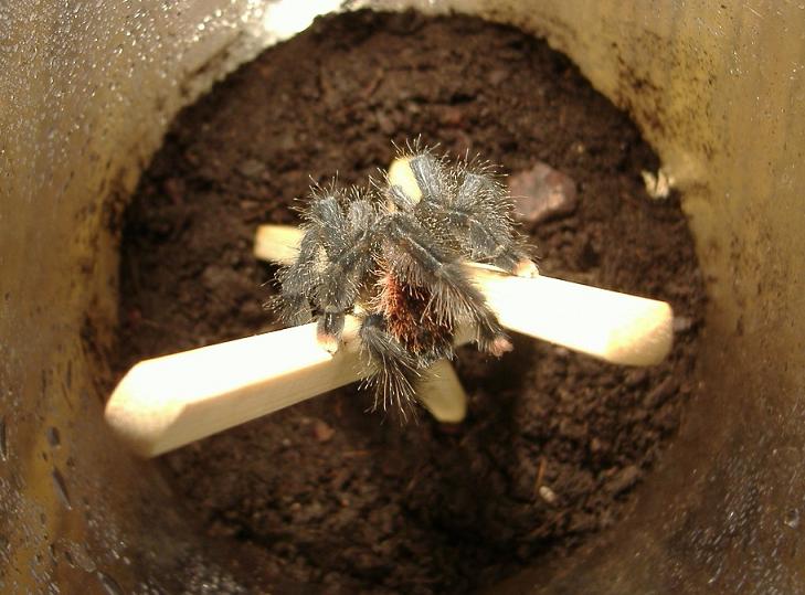 terrario avi sup.JPG