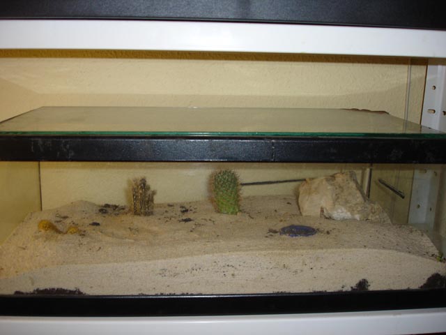 terrario bicolor.JPG