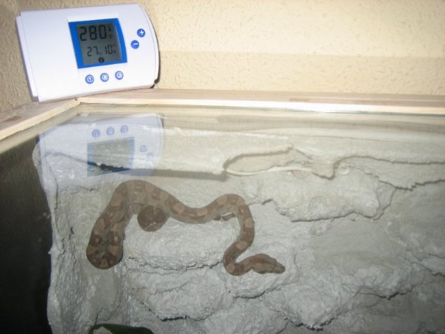 terrario-boa (2)_640x480.jpg