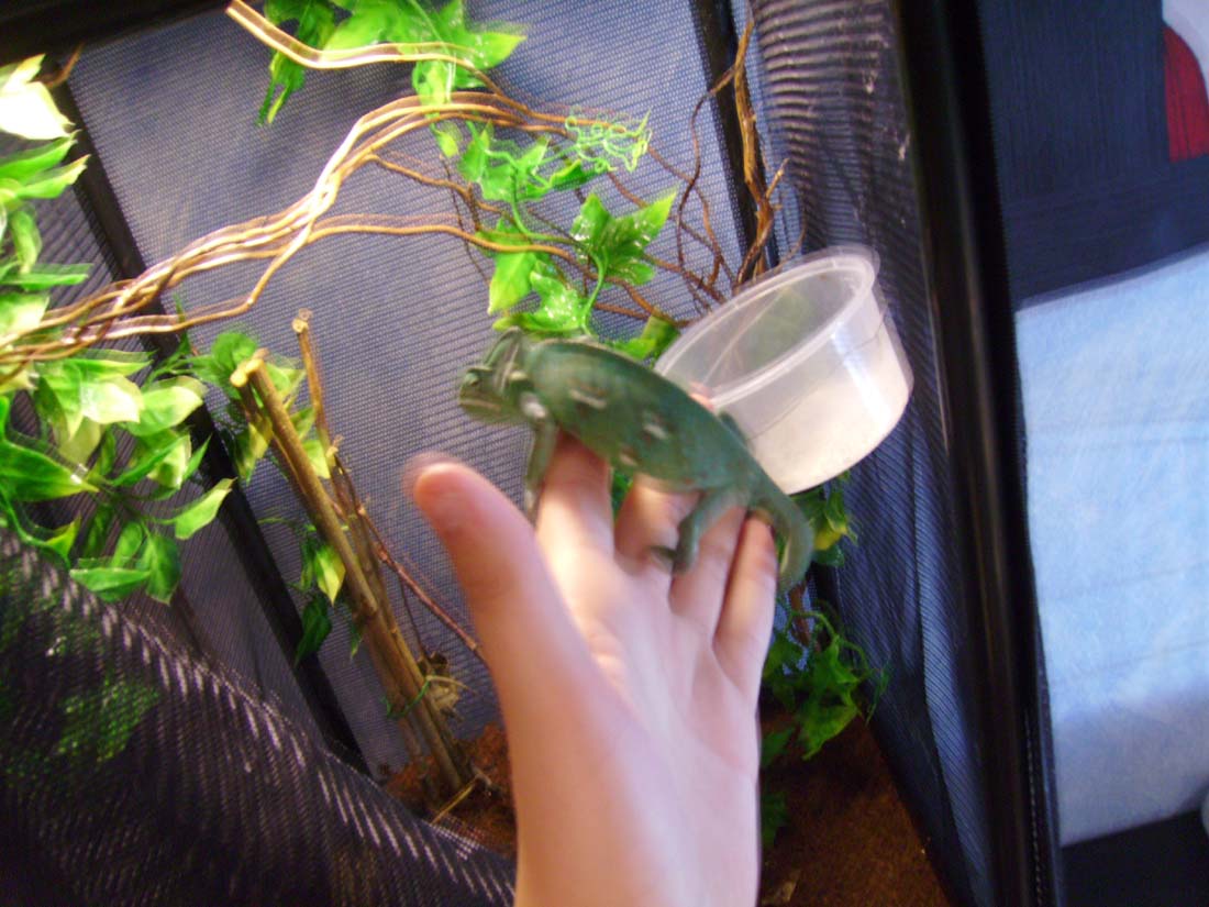 Terrario calyptratus.jpg