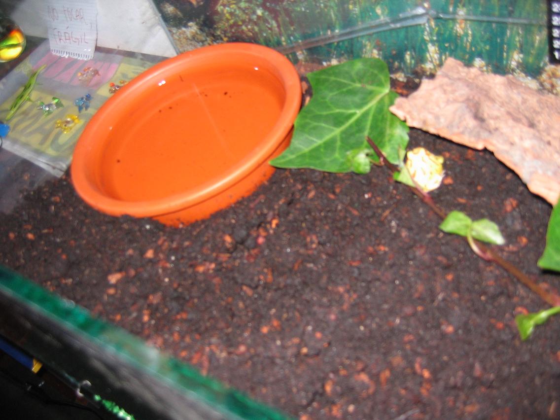 terrario ceratophrys detalle redu.JPG
