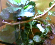 terrario ciliatus.jpg