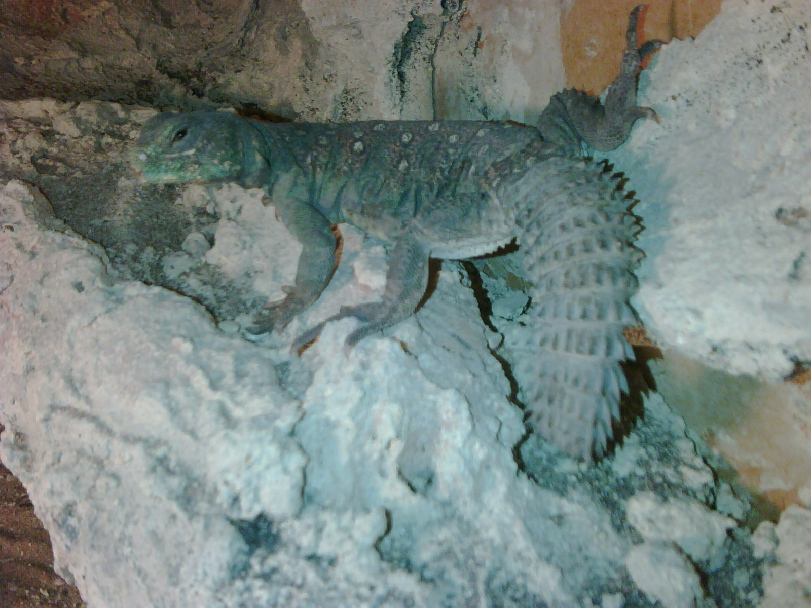 Terrario coelata macho verde.jpg