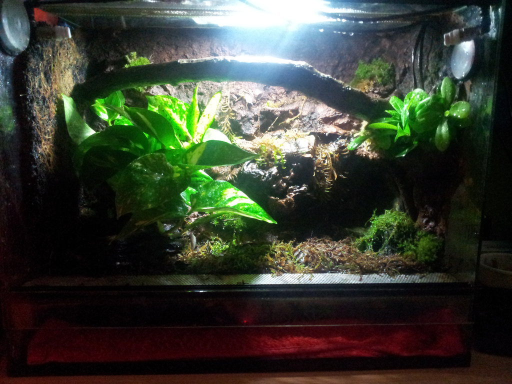 Terrario Dendrobates