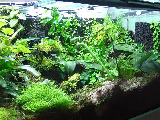 terrario grande 2.JPG