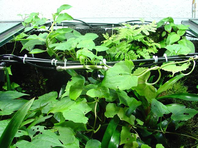 terrario grande7JPG.JPG