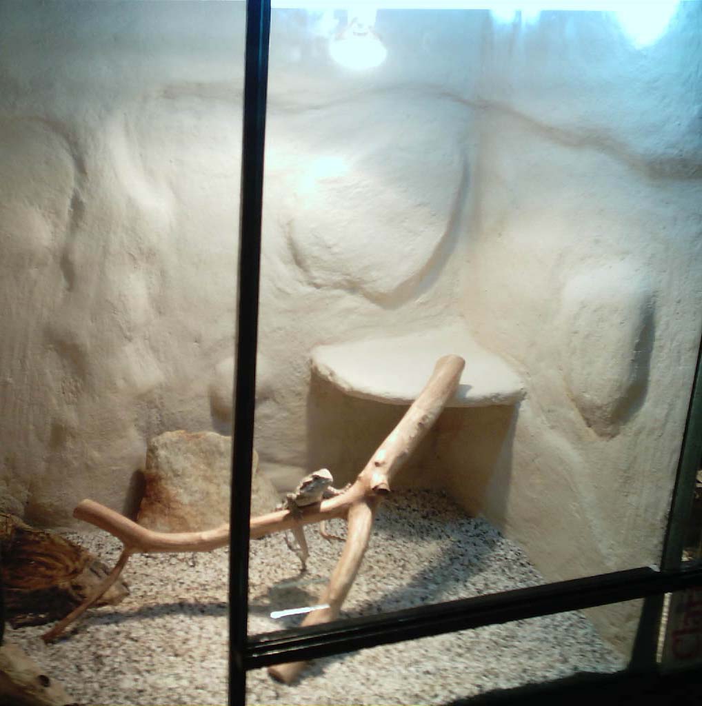 Terrario hembra der.jpg