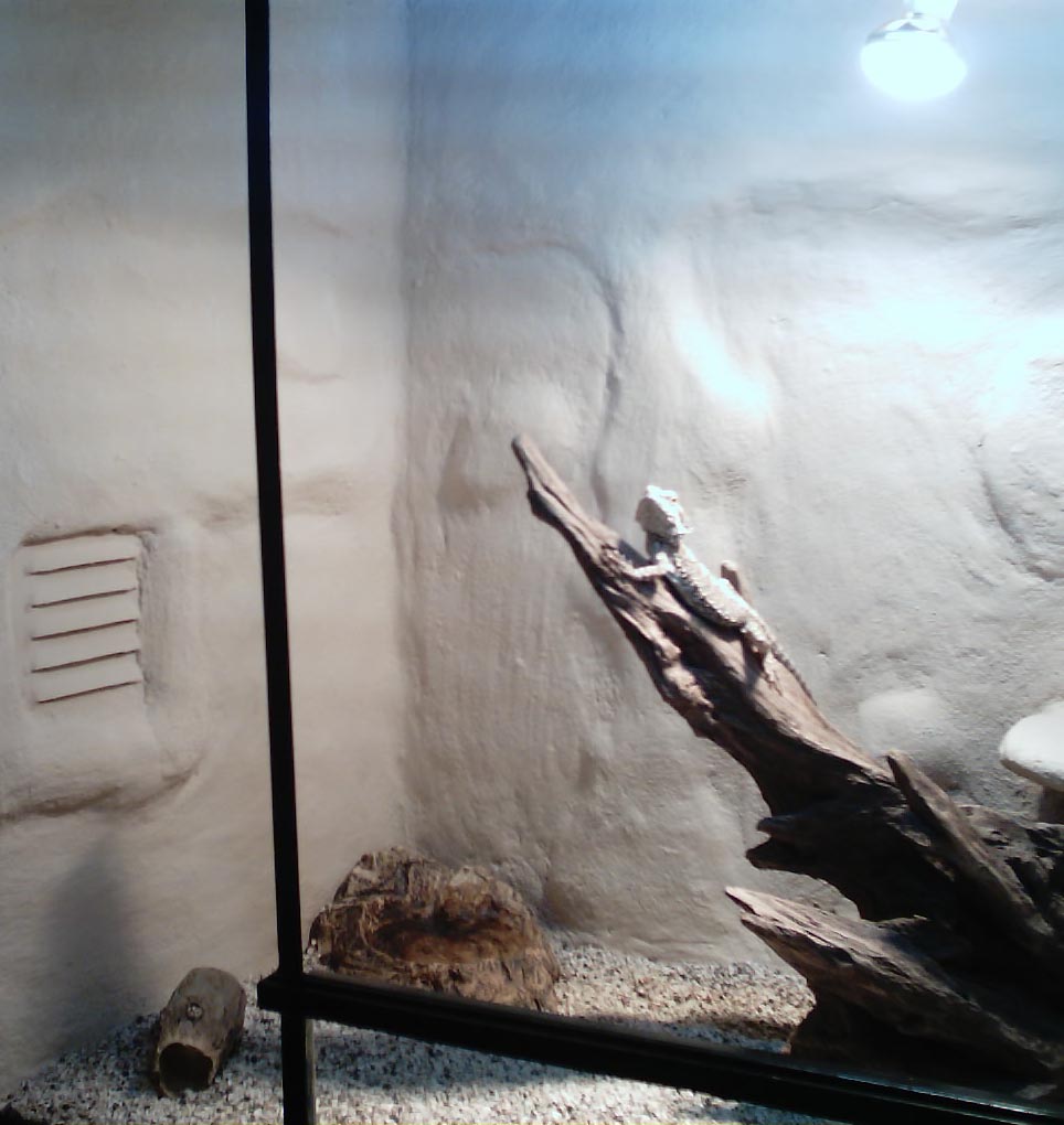 Terrario hembra izq.jpg