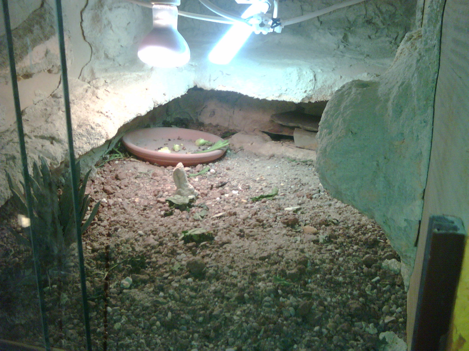 terrario hembra ornata.jpg