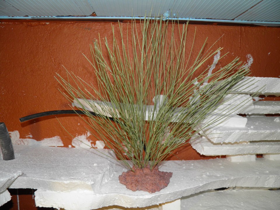 terrario hierros 42.jpg