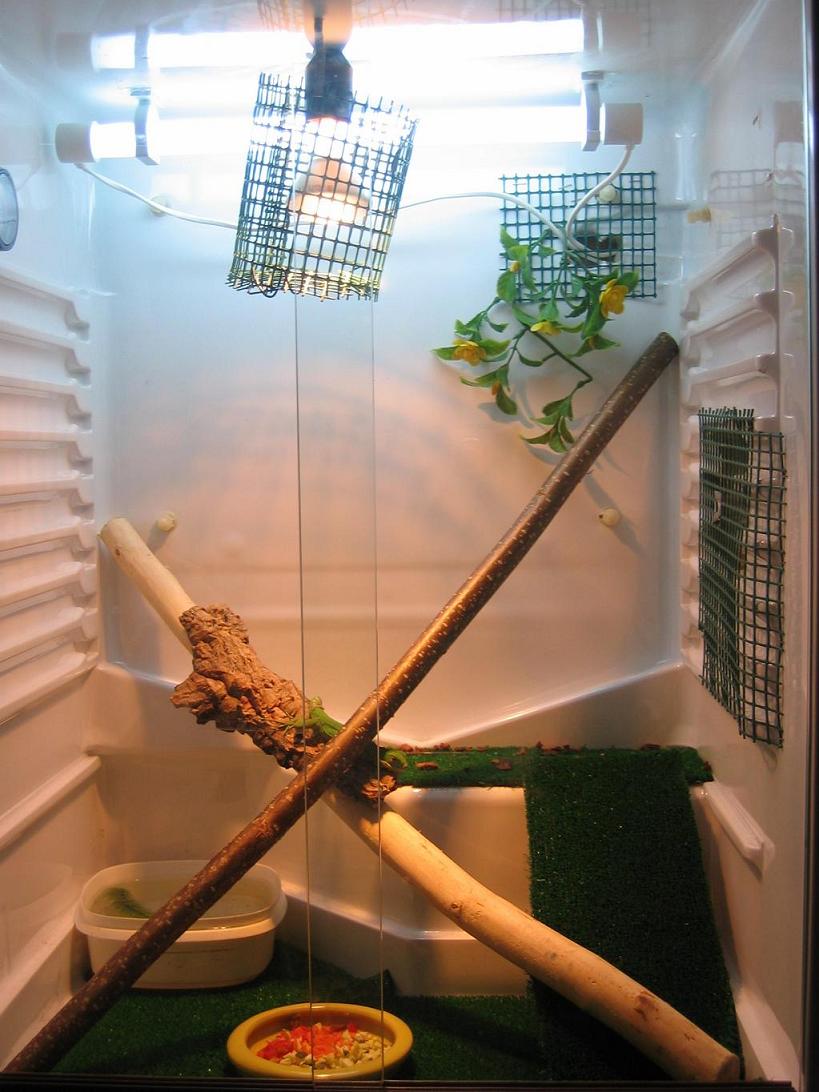 terrario iguan redu.JPG