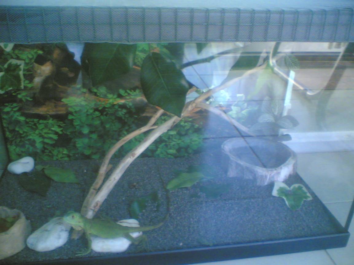 terrario iguana.jpg