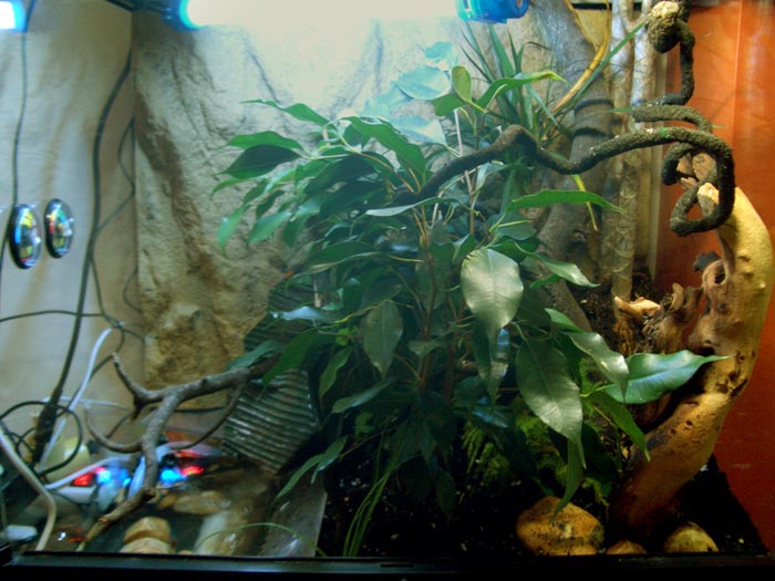 terrario inferior.jpg