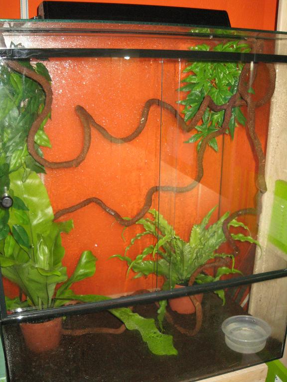 terrario.JPG