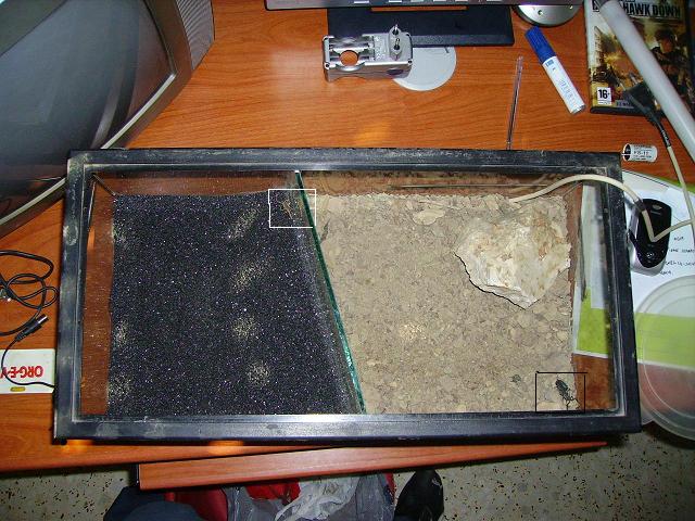 terrario leiurus-bicolor...JPG