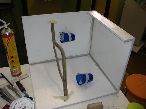 terrario litoria 002.jpg