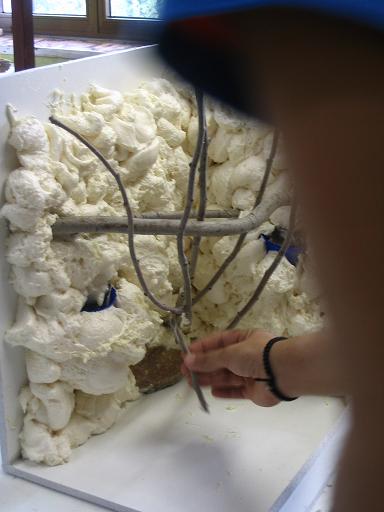 terrario litoria 008.jpg