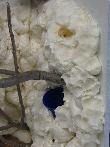 terrario litoria 011.jpg