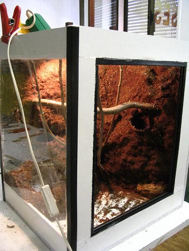 terrario litoria 021.jpg