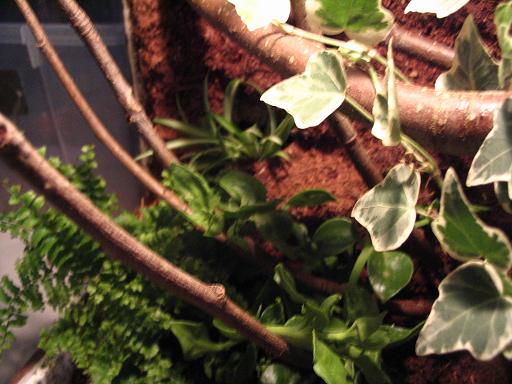 terrario litoria 029.jpg