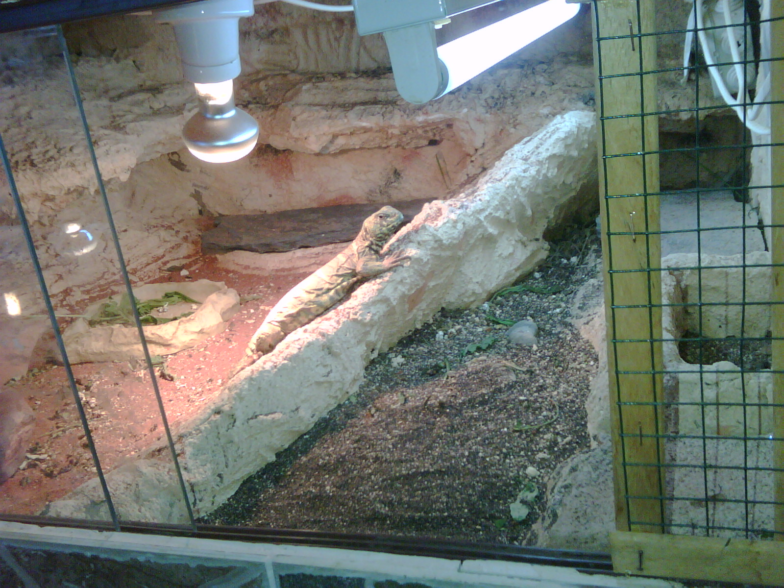 terrario macho ornata.jpg