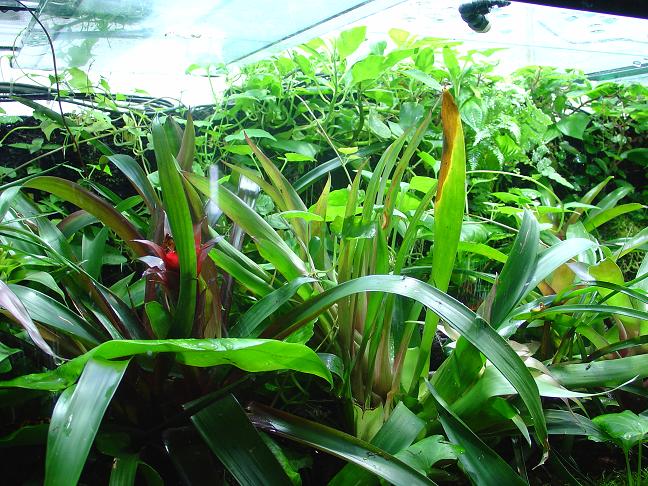 terrario maduro 2.JPG