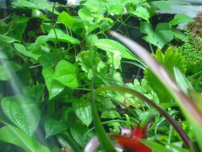 terrario maduro 3.JPG