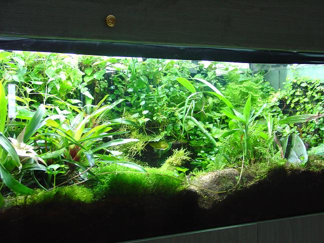 terrario maduro 4JPG.JPG