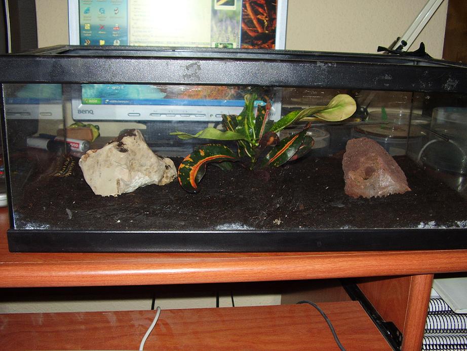 terrario mutilans.JPG