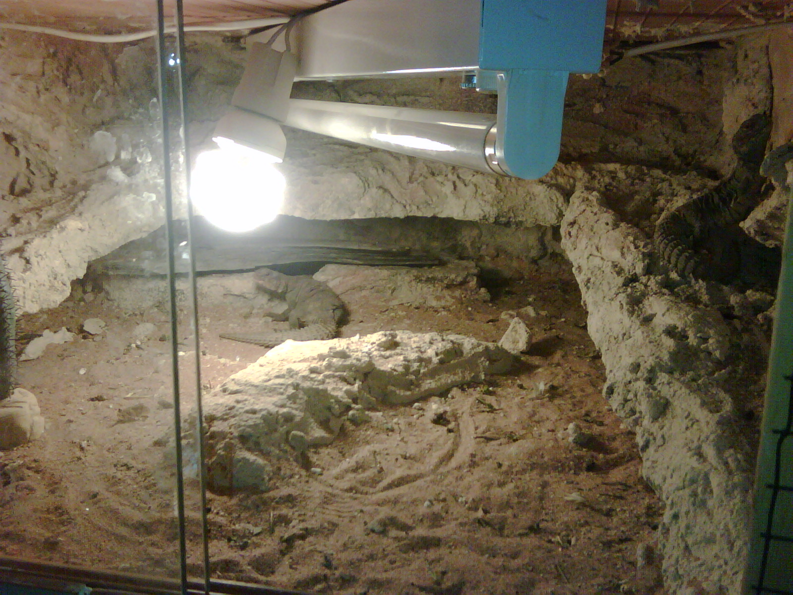 terrario pareja ocelata.jpg