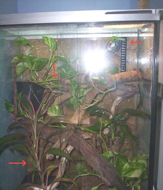 Terrario Phelsumas1.jpg