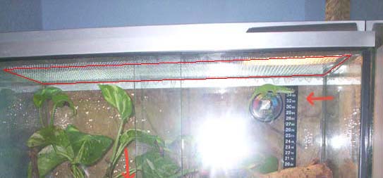 Terrario Phelsumas12.jpg