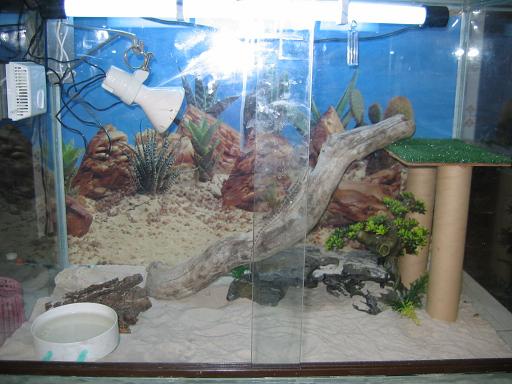 terrario pogona 2 redu.JPG