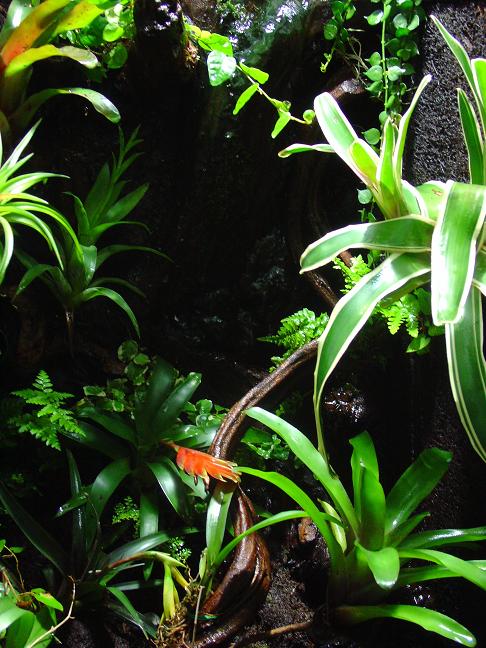 TERRARIO PUMI.JPG 1.JPG