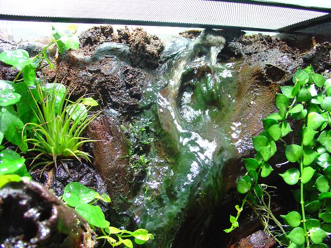 TERRARIO PUMI.JPG 2.JPG