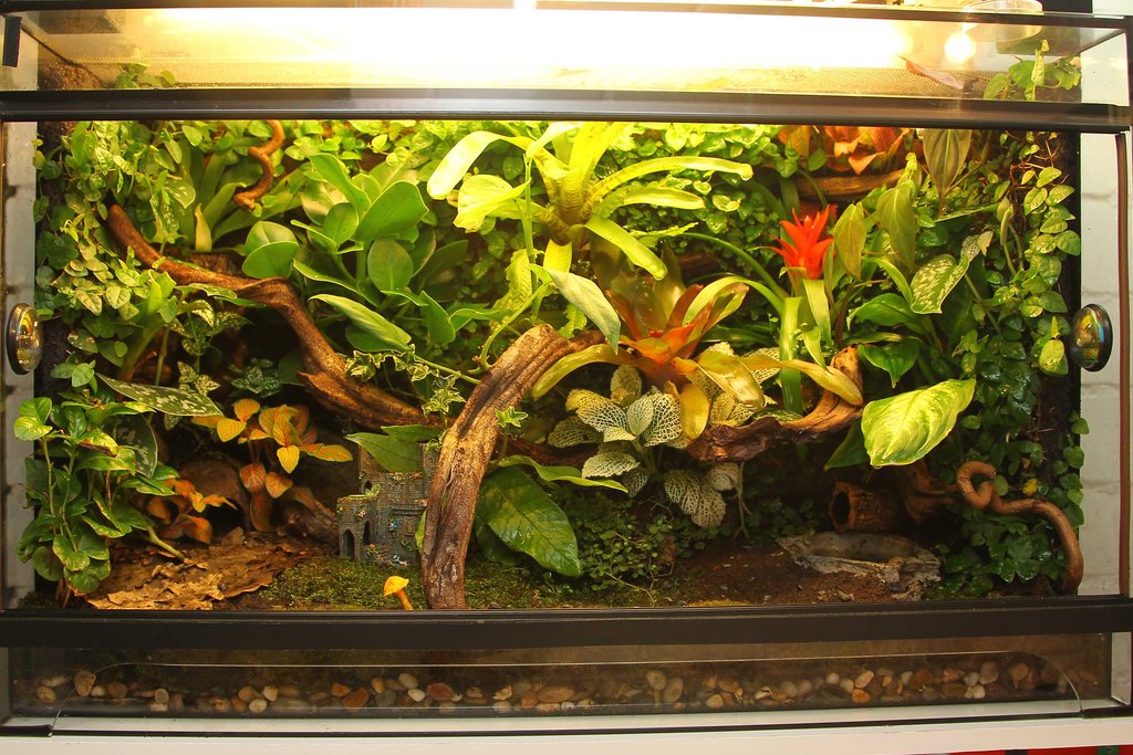 Terrario rana ojos rojos