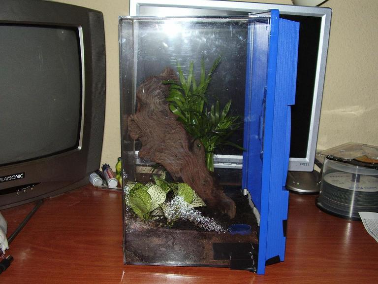 terrario regalis.JPG
