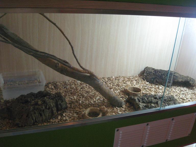 terrario timorensis.JPG